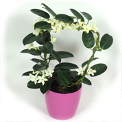 Jasmim de Madagascar + Cachep Rosa